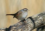 Swamp Sparrow